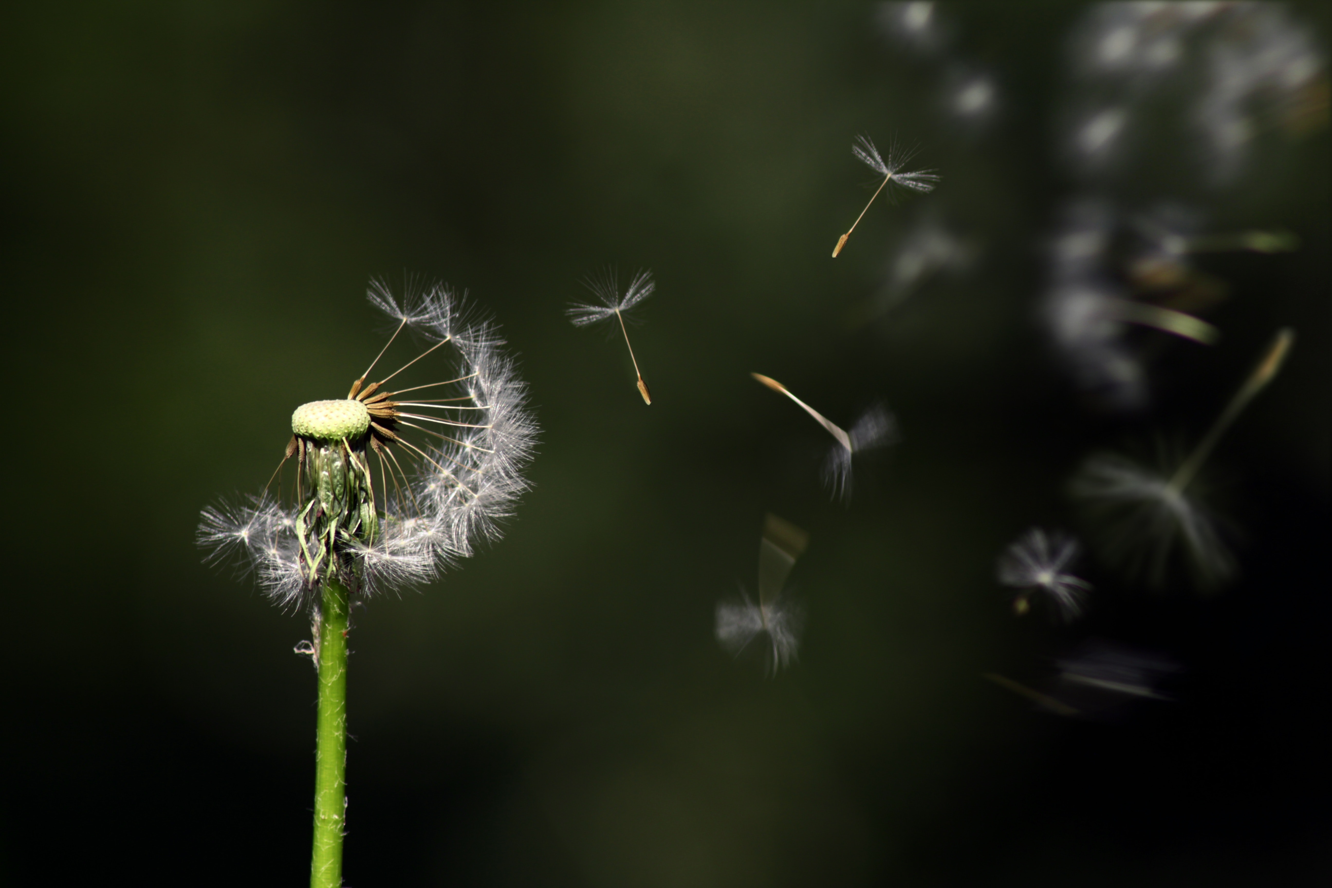 blossom-blur-close-up-289323